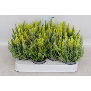 Calluna vulg. 'Skyline'   ...mix 3