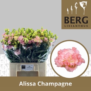 EUS G ALISSA CHAMPAG