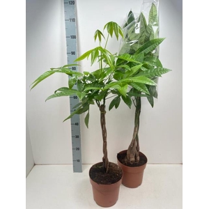 PACHIRA AQUATICA
