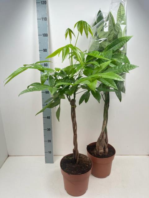 <h4>PACHIRA AQUATICA</h4>