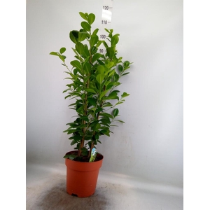 Ficus microcarpa 'Moclame'