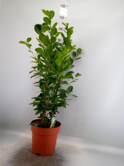 <h4>Ficus microcarpa 'Moclame'</h4>