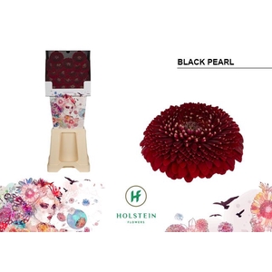 Germini Pomponi Black Pearl Diamond