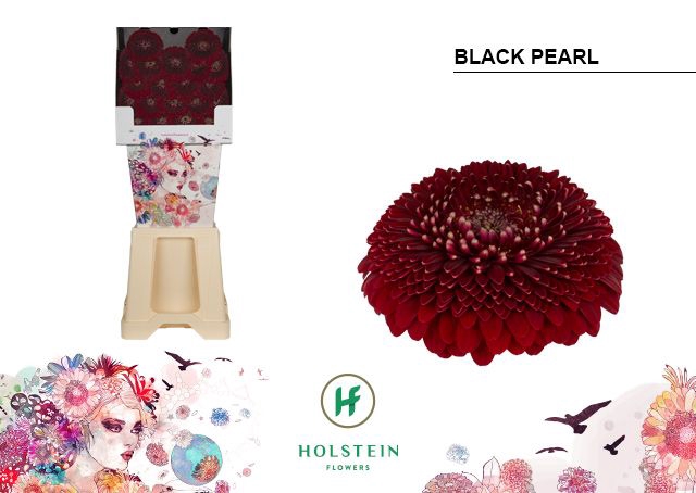 <h4>Germini Pomponi Black Pearl Diamond</h4>