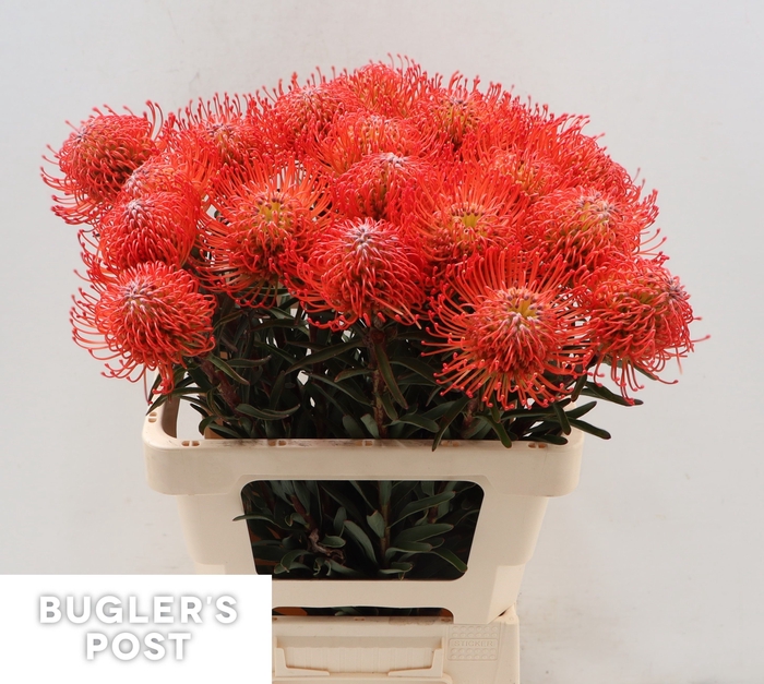 <h4>LEUCO CO SUCCESSION</h4>