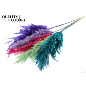 Pampas Grass 100cm 5st/bunch Colourful 7