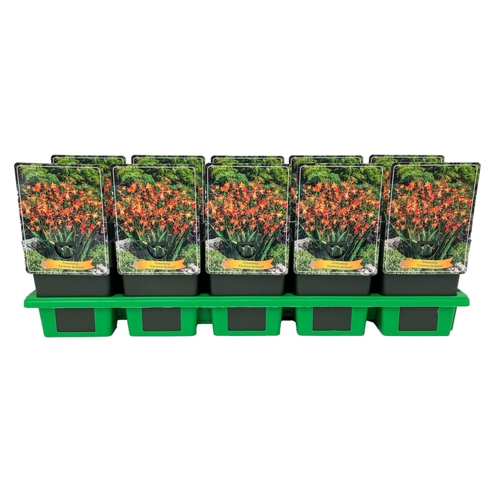 <h4>Crocosmia Bes van Carmine Brilliant</h4>
