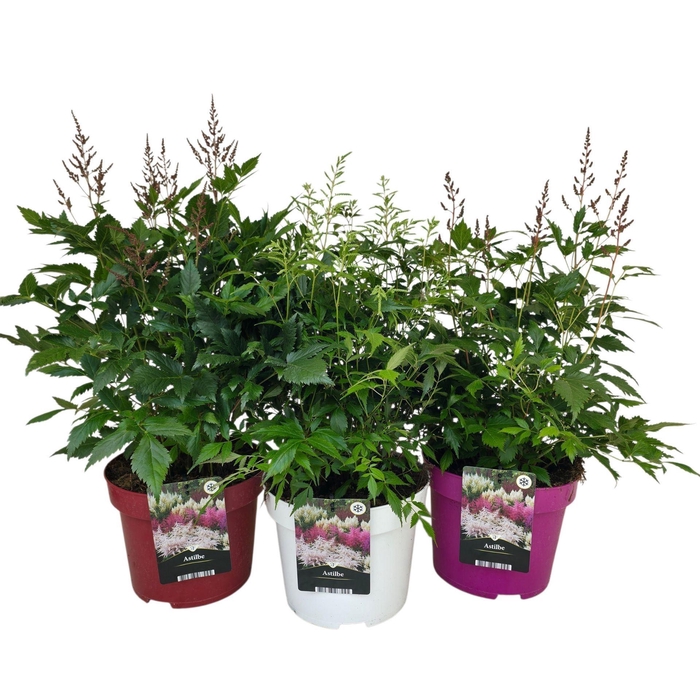 <h4>Astilbe</h4>