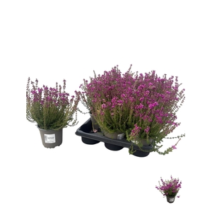 ERIC CIN VIOLETTA