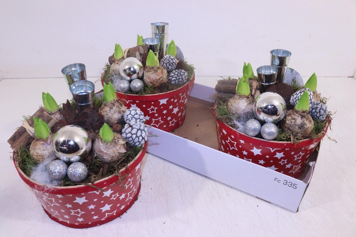 <h4>ARR HYACINTH</h4>