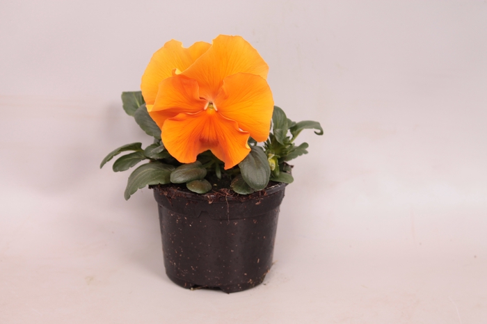 Viola wittrockiana F1 Orange