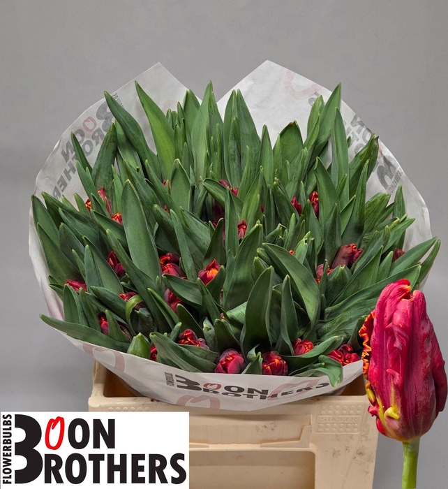 <h4>TU PA ABRACADABRA</h4>