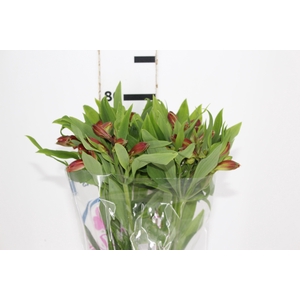 ALSTROEMERIA CINNAMON 080 CM