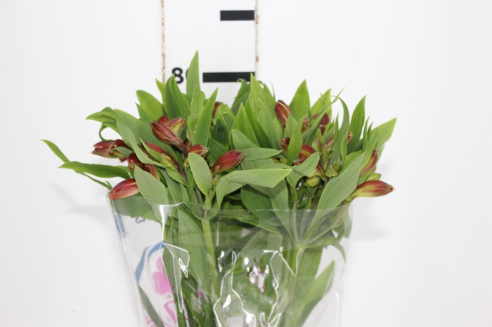 ALSTROEMERIA CINNAMON 080 CM