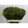 Leucadendron Goldstrike