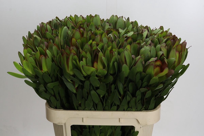 <h4>Leucadendron Goldstrike</h4>
