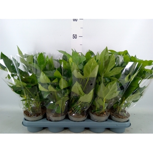 Fatsia japonica   ...