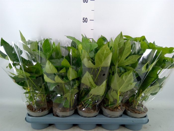 <h4>Fatsia japonica   ...</h4>