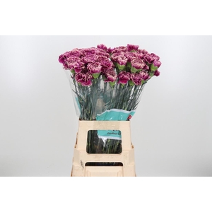 Di St Merletto Purple