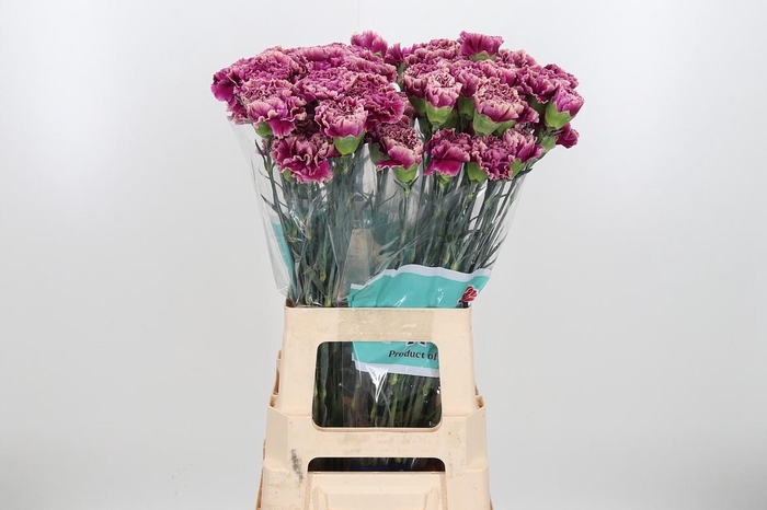 <h4>Di St Merlet Purple</h4>