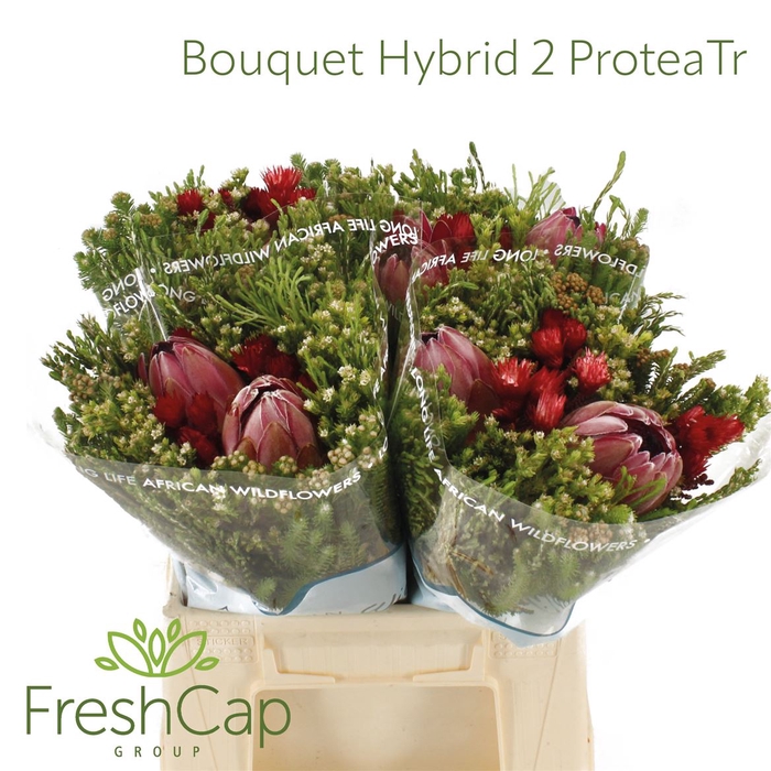 <h4>Bouquet Hybrid 2 Protea Colour Treated</h4>