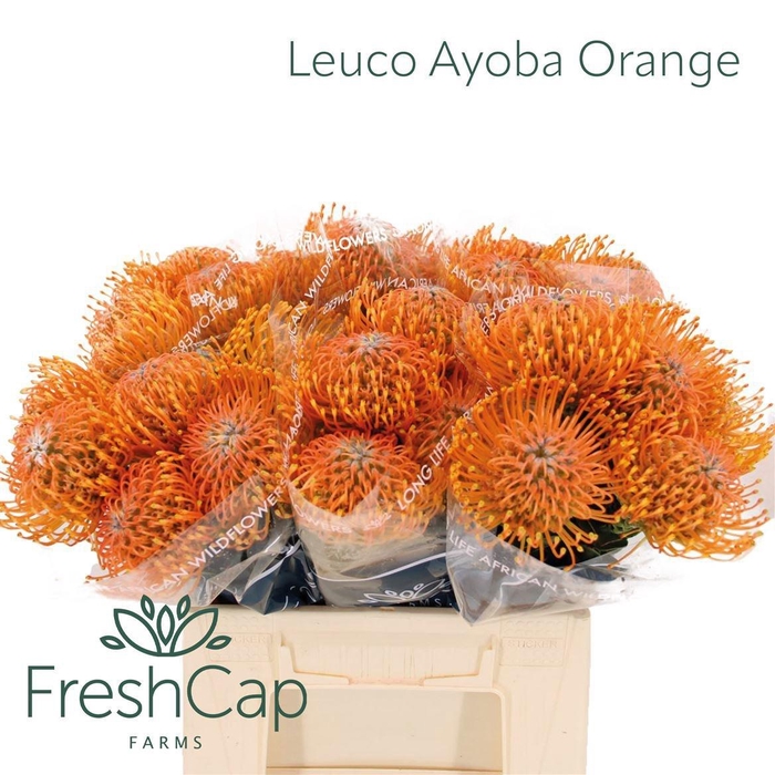 Leuco Ayoba Orange