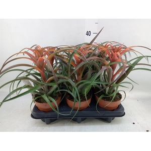 Tillandsia capitata 'Hermosa'