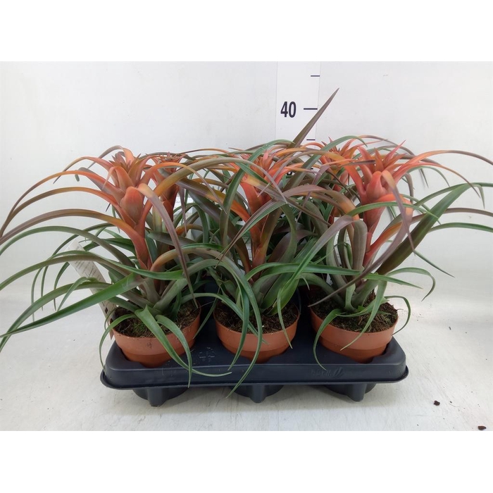 <h4>Tillandsia capitata 'Hermosa'</h4>