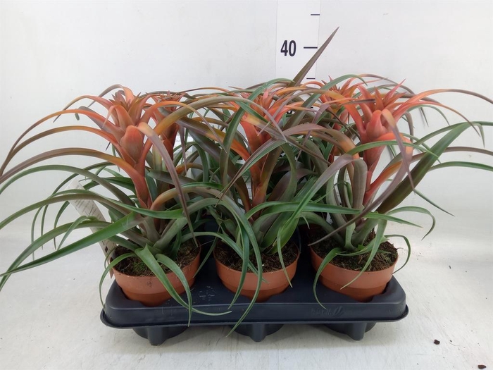 <h4>Tillandsia capitata 'Hermosa'</h4>