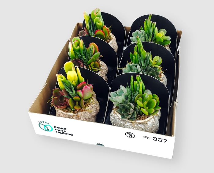 <h4>ARR SUCCULENTEN</h4>