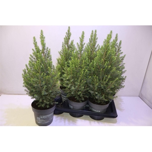 arr8 Picea Gl Magnifique