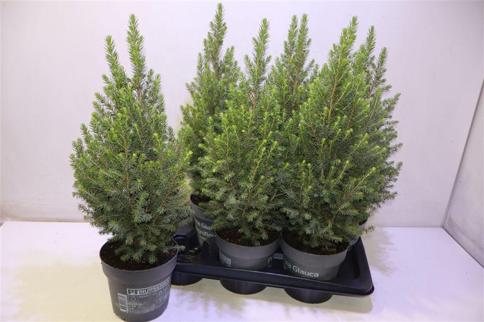<h4>Picea Gl Magnifique</h4>