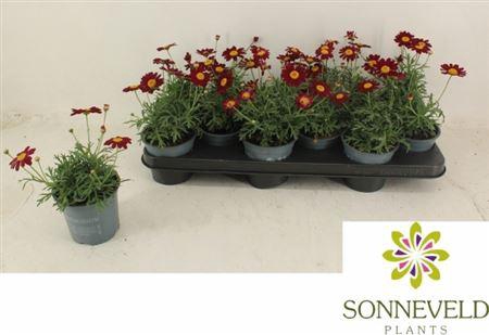 <h4>Argyranthemum frutescens La Rita Purple Red</h4>