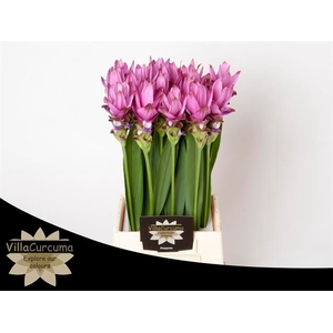 Curcuma Siam Supreme