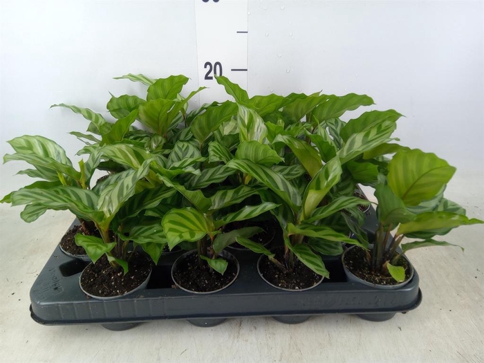 <h4>Calathea 'Freddie'</h4>