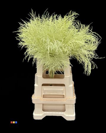 Treefern Creme
