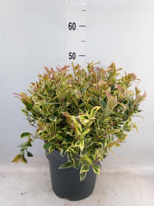 <h4>Leucothoe axillaris</h4>