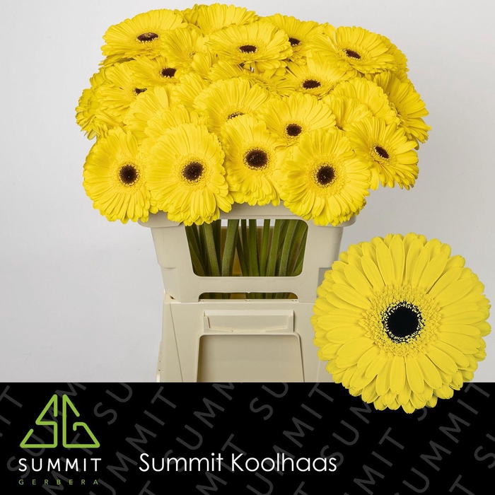 <h4>GE GR DON LEO</h4>