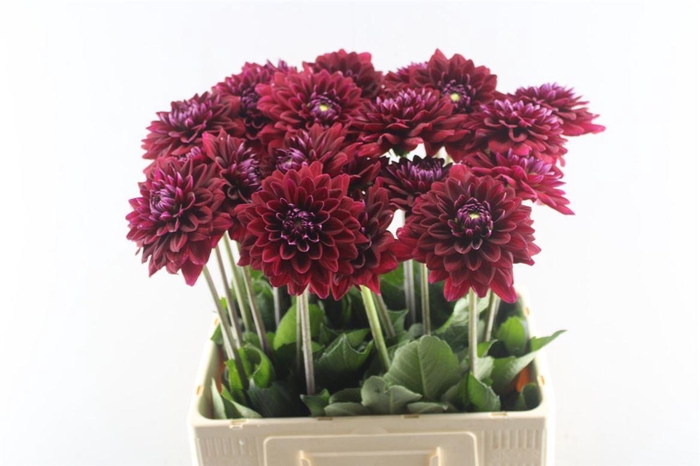 <h4>Dahl Red Runner</h4>