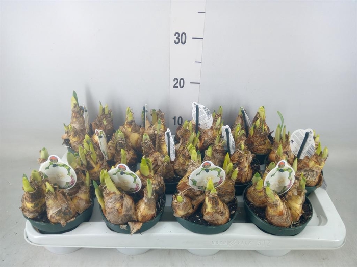 <h4>Narcissus   ...</h4>