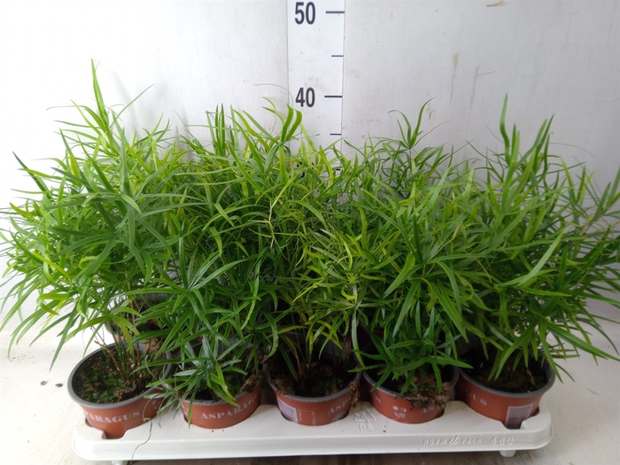 <h4>Asparagus falcatus</h4>