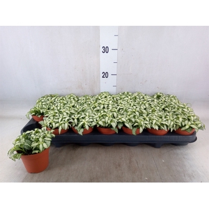 Fittonia  'Mosaic White Forest Fla'