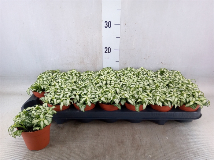 <h4>Fittonia  'Mosaic White Forest Fla'</h4>