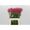 Nerine Favoriet