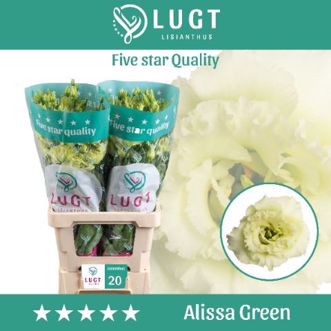 <h4>Eustoma russ. DU 'Alissa Green</h4>
