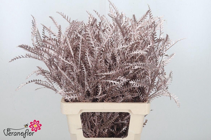 <h4>DECOGROEN OV KLB H%</h4>