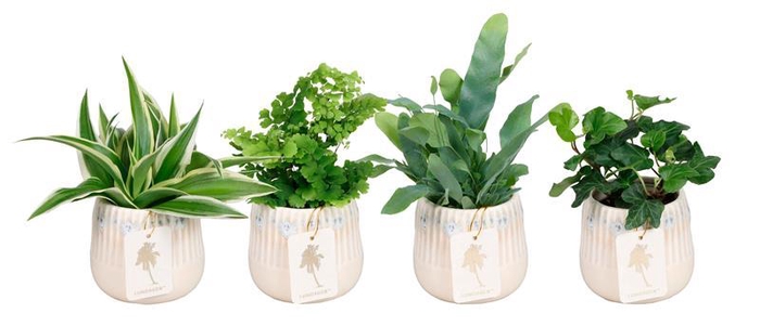 <h4>L 67420 W. GREEN MIX 6 CM</h4>