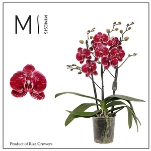 Mimesis Phal. Eduction - 3 spike 12cm