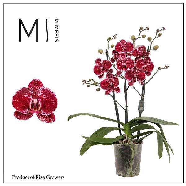 <h4>Mimesis Phal. Eduction - 3 spike 12cm</h4>