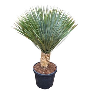 Yucca Rostrata